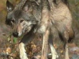 Loup d&#039;Arabie